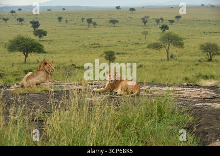 Zwei junge Löwen, ein männlicher und ein weiblicher, ruhen auf einem Felsen im Kidepo-Nationalpark in Norduganda aus Stockfoto