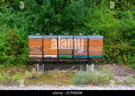 Mehrere Holzbienhäuser stehen in grüner Natur. Bienenzucht und Honigproduktion im ländlichen Raum. Stockfoto