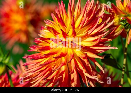 Bunte Dahlienausstellung in einem offiziellen Garten in Südgerrnany Stockfoto