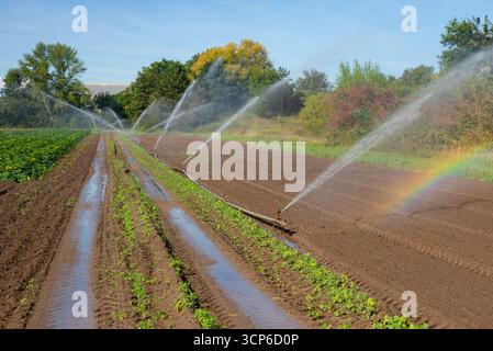 Landwirtschaftliche Bewässerungsanlage zur Bewässerung von Gemüsefeldern. Sprinkler, die Wasser auf landwirtschaftliche Flächen sprühen. Stockfoto