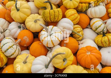 Jack-Be-Little Kürbisse und Dekorative Kürbisse für Herbsternte Stockfoto