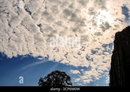 Hellblauer Himmel voller flauschiger weißer Cumulus-Wolken Stockfoto