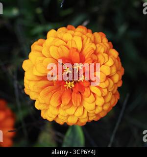 Eine opulente gelbe Ringelblume in Nahaufnahme Stockfoto