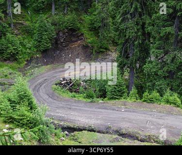Biegen Sie auf dem Feldweg zwischen grünen Fichtenbäumen in der bergigen Gegend ab Stockfoto