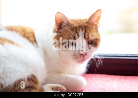 Eine hübsche braune und weiße Katze, die bequem auf einem weichen rosa Teppich liegt, die Umgebung genießt und ganz entzückend aussieht Stockfoto