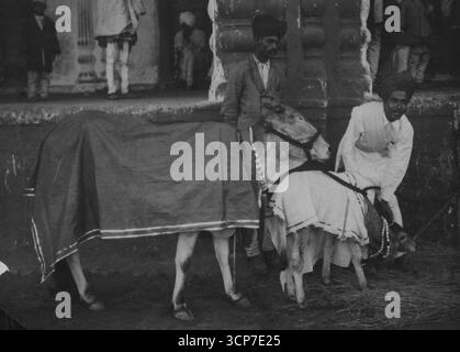 Die Krönung von Sir Hari Singh als Maharajah von Kaschmir – heilige Kuh und Kalb aus den königlichen Ställen, die während der religiösen Zeremonien vom Maharajah berührt wurden. 30. April 1952. (Foto von Central News). Stockfoto