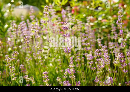 Schöne Sommer-Lavendelblüten in Blüte. Nahaufnahme von Wildblumen verschwommener Landschaft. Naturszenen. Selektiver Fokus. Stockfoto