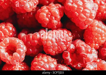 Frische, reife Himbeeren aus der Nähe. Rote saftige Sommerbeeren Makrohintergrund. Gesunde Bio-Früchte mit natürlichen Vitaminen. Süßes vegetarisches Dessert. Stockfoto
