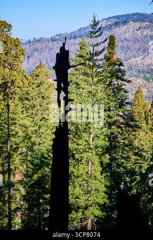 Verkohlter Baumstamm unter den grünen Mammutbäumen im Mountain Forest California Stockfoto