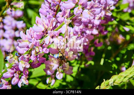 Violette Wildblumensträube mit Bienenbestäuber in der sonnendurchfluteten Wiese aus nächster Nähe Stockfoto