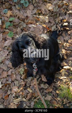 Schwarzer englischer Cocker Spaniel Hund sitzt im Herbstwald, umgeben von bunten gefallenen Blättern, die aufmerksam und aufmerksam aussehen, saisonale Haustierfotografie Stockfoto