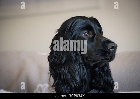Schwarzer englischer Cocker Spaniel posiert drinnen mit elegantem Fell, ausdrucksstarken Augen und freundlichem Temperament des reinrassigen Hundes. Stockfoto