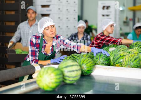 Weiblicher Sortierer, der an der Sortierlinie für Wassermelonen in der Fruchtverarbeitungsfabrik arbeitet Stockfoto