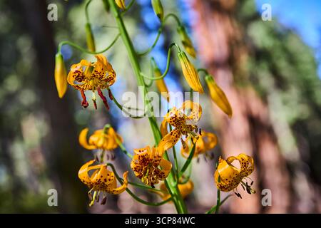 Gelbe Wildblumen Cluster Wiesenbiene und Wald Sonnenlicht aus nächster Nähe Stockfoto
