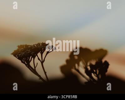 Silhouette einer zarten Pflanze vor einem weichen, verschwommenen Hintergrund. Eine Nahaufnahme fängt die Silhouette der wilden Blume ein, die sich gegen ein traumhaftes, farbenfrohes B stellt Stockfoto
