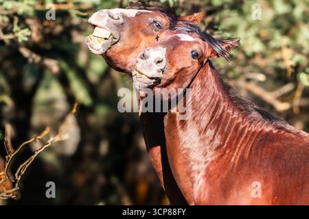 Ich Hämmere Es Für Die Kamera Stockfoto