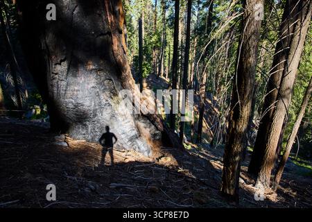 Sequoia Tree Trunk Shadow Porträt im sonnigen Forest Sequoia National Park Stockfoto