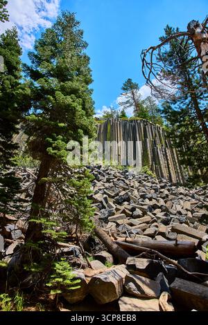 Devils Postpile Basalt Rock Säulen und Kiefern unter dem hellen blauen Himmel Stockfoto