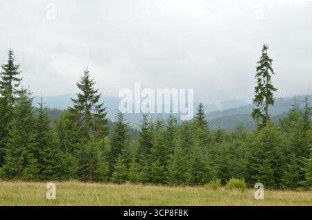 Eine ruhige Bergwaldszene mit üppigen immergrünen Bäumen, einer sanften Wiese und einer ruhigen natürlichen Umgebung, perfekt für Reisen im Freien Stockfoto