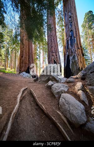 Mammutbäume und Granitfelsen entlang des Forest Trail im sonnigen Waldland Stockfoto