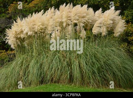 Große Gruppe von Pampasgras (Cortaderia selloana) in voller Blüte im Sheffield Park and Garden, East Sussex, England, im September. Stockfoto