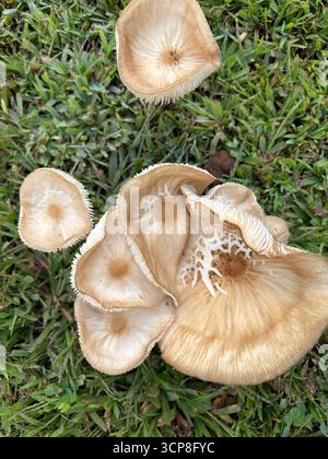Eine Gruppe von Pilzen auf Gras im Bundesstaat New York, NSA, USA Stockfoto