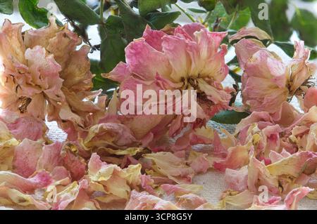 Tote rosafarbene Teerosen mit verstreuten Blütenblättern, Stillleben-Blume-Arrangement. Stockfoto