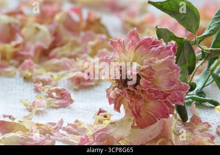 Tote rosafarbene Teerosen mit verstreuten Blütenblättern, Stillleben-Blume-Arrangement. Stockfoto