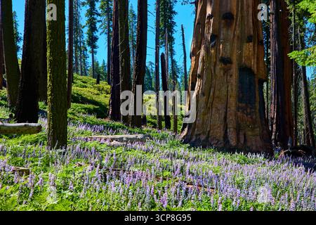 Sequoia Tree Trunk Wildflowers and Sunlit Forest Floor in California Meadow Stockfoto