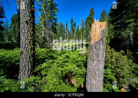Broken Tree Trunk zwischen Ferns und hoch aufragenden Mammutbäumen im sonnigen Wald Stockfoto