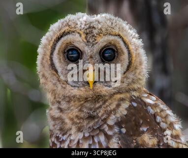 Juvenile Barred Owl (Strix varia) in der Nähe von Cedar Key, Florida Stockfoto