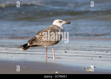 Eine junge große schwarze Möwe, die am Strand am Ufer steht Stockfoto