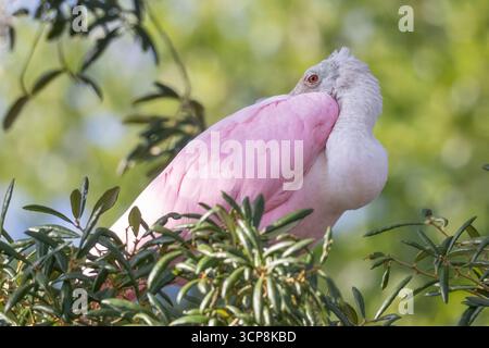 Ein Rosenlöffelschnabel, der in einem Baum sitzt und seinen Schnabel auf dem Rücken ablegt Stockfoto