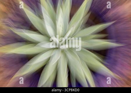 Absichtliche Kamerabewegung auf einer grünen Aloe-Pflanze in einem violetten Topf Stockfoto