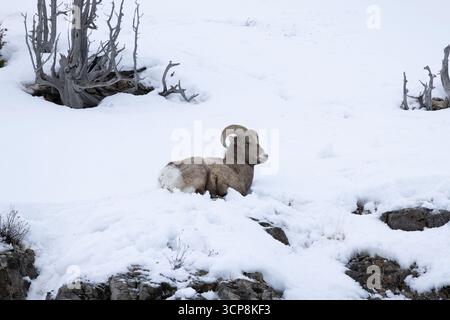 Ein einzelnes männliches Dickhornschaf, das im Schnee liegt Stockfoto