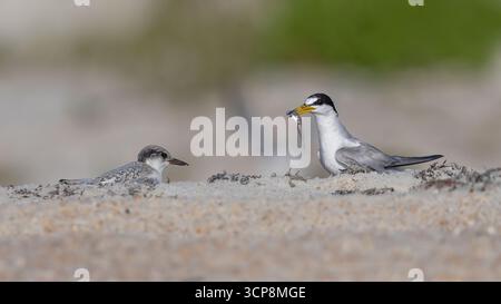 Ein Elternteil aus Seeschwalben, der einen Fisch zu seiner Küken bringt Stockfoto