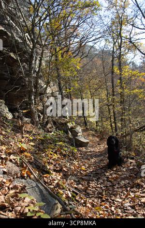 Black English Cocker Spaniel posiert im farbenfrohen Herbstwald, Symbol für Jagdhund, Loyalität, Outdoor-Abenteuer und saisonale Schönheit Stockfoto