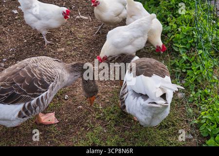 Hausgänse und Weiße Hühner, die gemeinsam am Boden in der ländlichen Landwirtschaft leben, nah beieinander Stockfoto