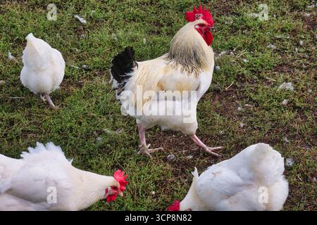 Hahn mit weißen Hühnern auf dem Bauernhof, der Gras in landwirtschaftlicher Umgebung pflückt Stockfoto