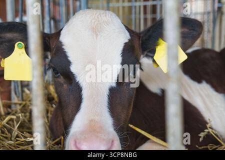 Kälberkuhfarm Landwirtschaft Vieh Nahaufnahme mit gelbem Ohrschild im Stall auf der ländlichen Milchfarm Stockfoto