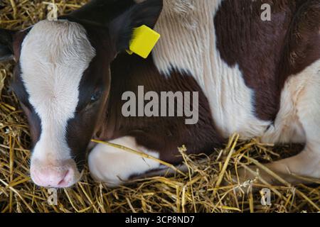 Baby-Kalb ruht friedlich auf Strohbeet in einer traditionellen Bauernscheune, Nahaufnahme der jungen Kuh mit Ohrmarke in der landwirtschaftlichen Umgebung Stockfoto