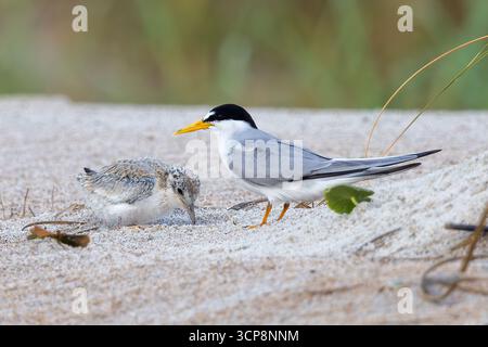 Ein kleinstes Seeschwalbenküken vor seinem Elternteil Stockfoto