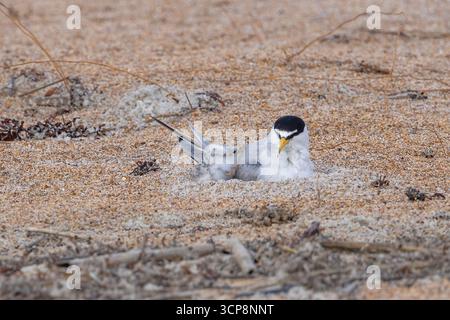 Ein Elternteil mit der geringsten Seeschwalbe und seiner Küken Stockfoto