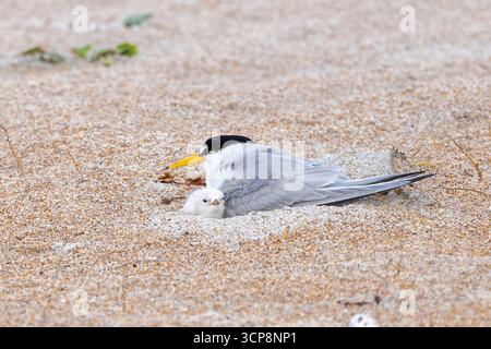 Ein Elternteil aus der wenigsten Seeschwalbe, der seine Küken schützt Stockfoto