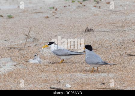 Ein Elternteil der wenigsten Seeschwalbe stellt seinem Küken einen Fisch zur Verfügung, während der andere Elternteil zusieht Stockfoto