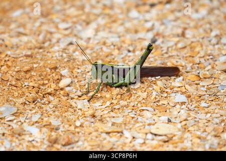 Ein undurchsichtiger Vogelgrasshopper, der auf einem Sandweg in Florida sitzt Stockfoto