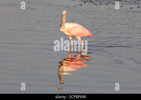 Ein Rosenlöffelschnabel im goldenen Licht der Sonne, der im flachen Wasser des Tolomato River steht Stockfoto