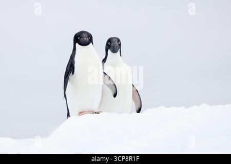 Zwei Adelie-Pinguine auf einer Eisscholle Stockfoto