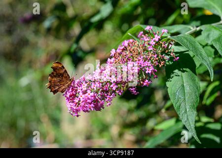 Polygonia c-Album Comma Butterfly on a Buddleja (Butterfly Bush) Flower Stockfoto