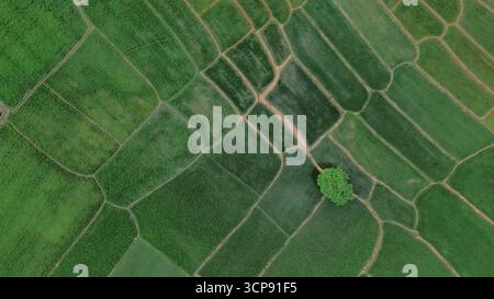 Die Luftaufnahme zeigt ausgedehnte grüne Reisfelder und ordentlich geteilte landwirtschaftliche Flächen. Stockfoto